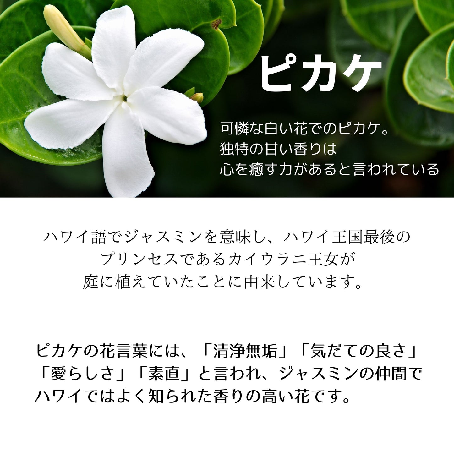 ネコポス対応商品 KuKui オリジナル 5分袖 Tシャツ ピカケマイレ